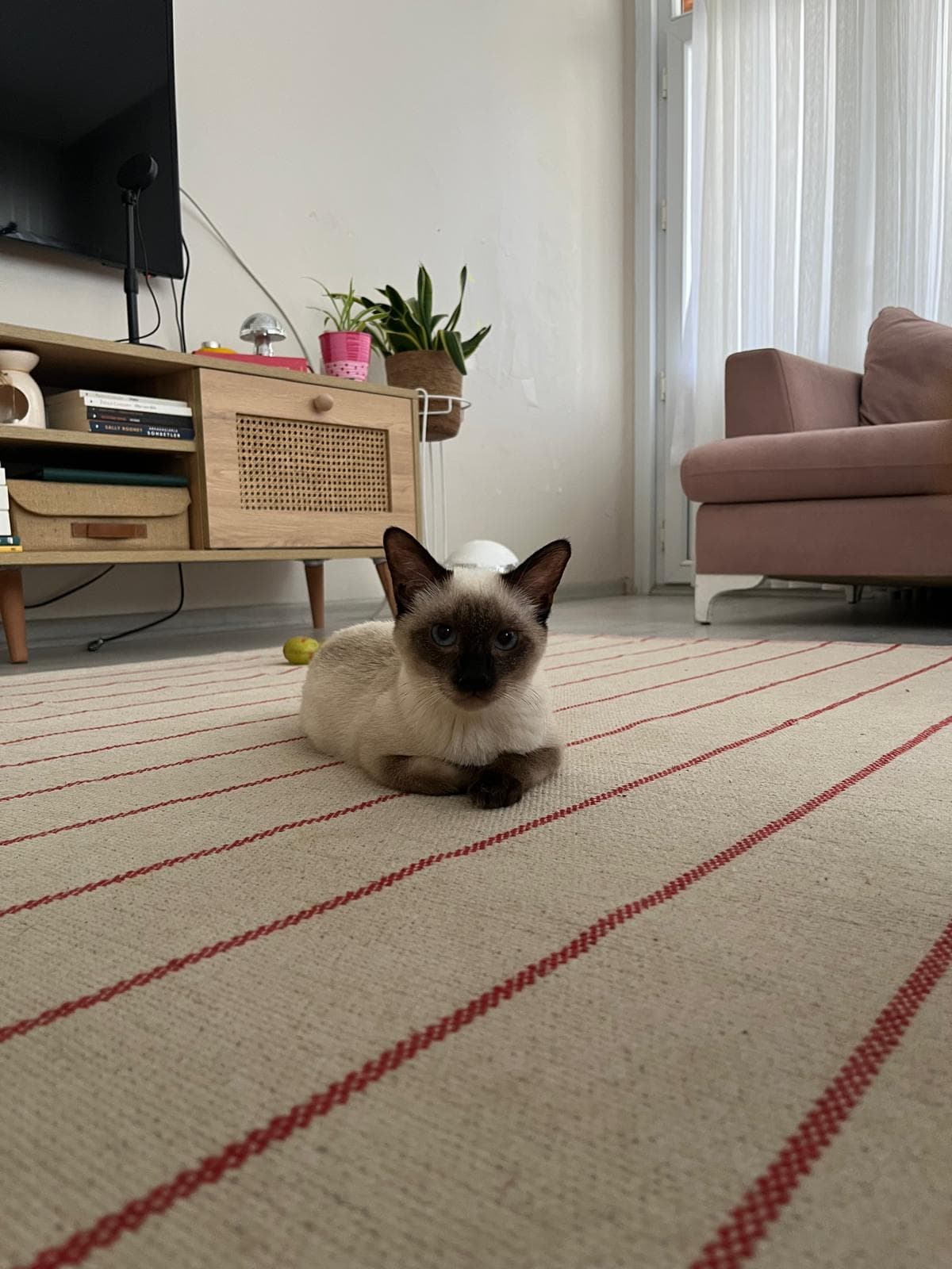 Miyu kedi fotoğrafı 1