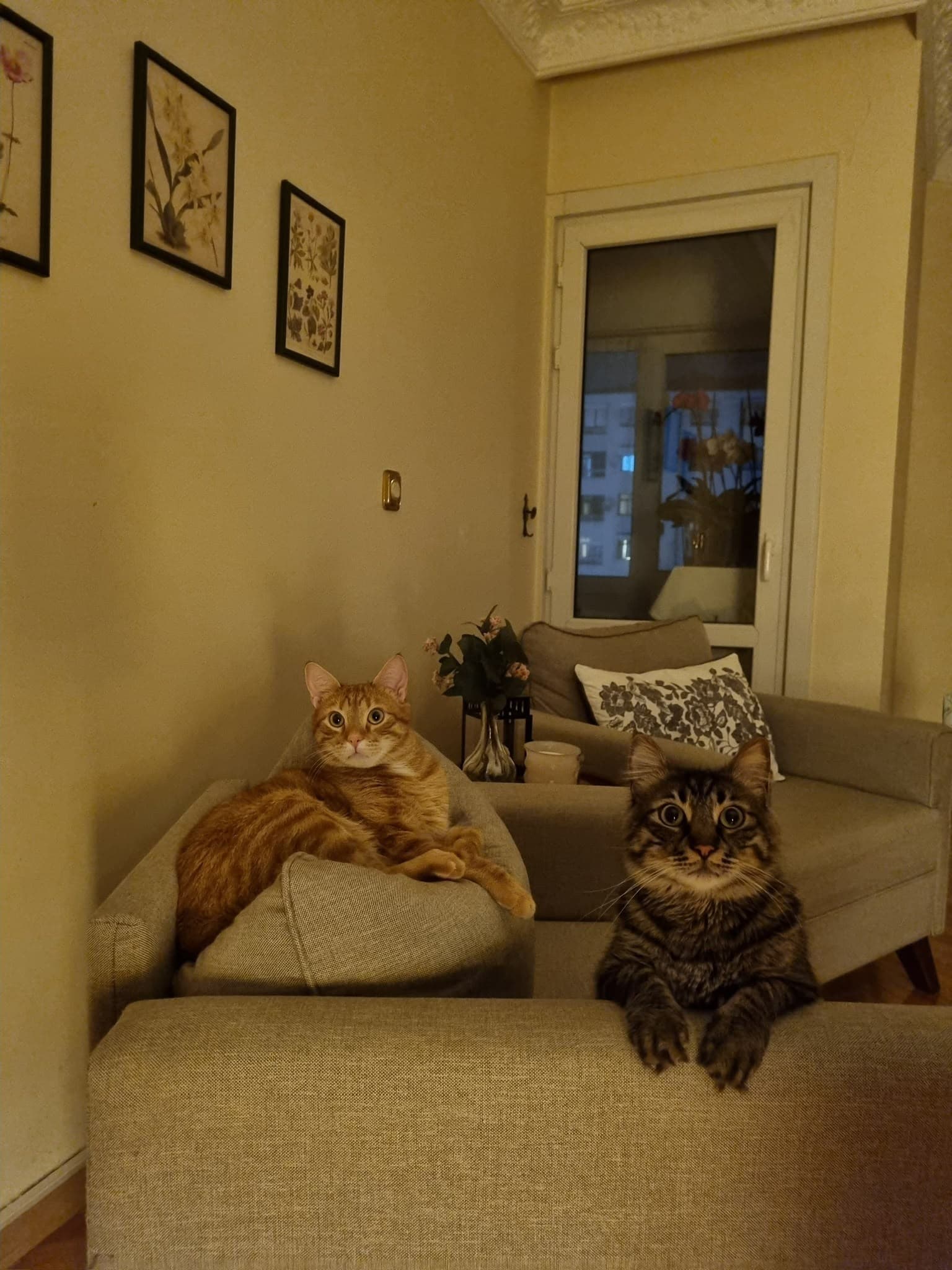 Miyu kedi fotoğrafı 10