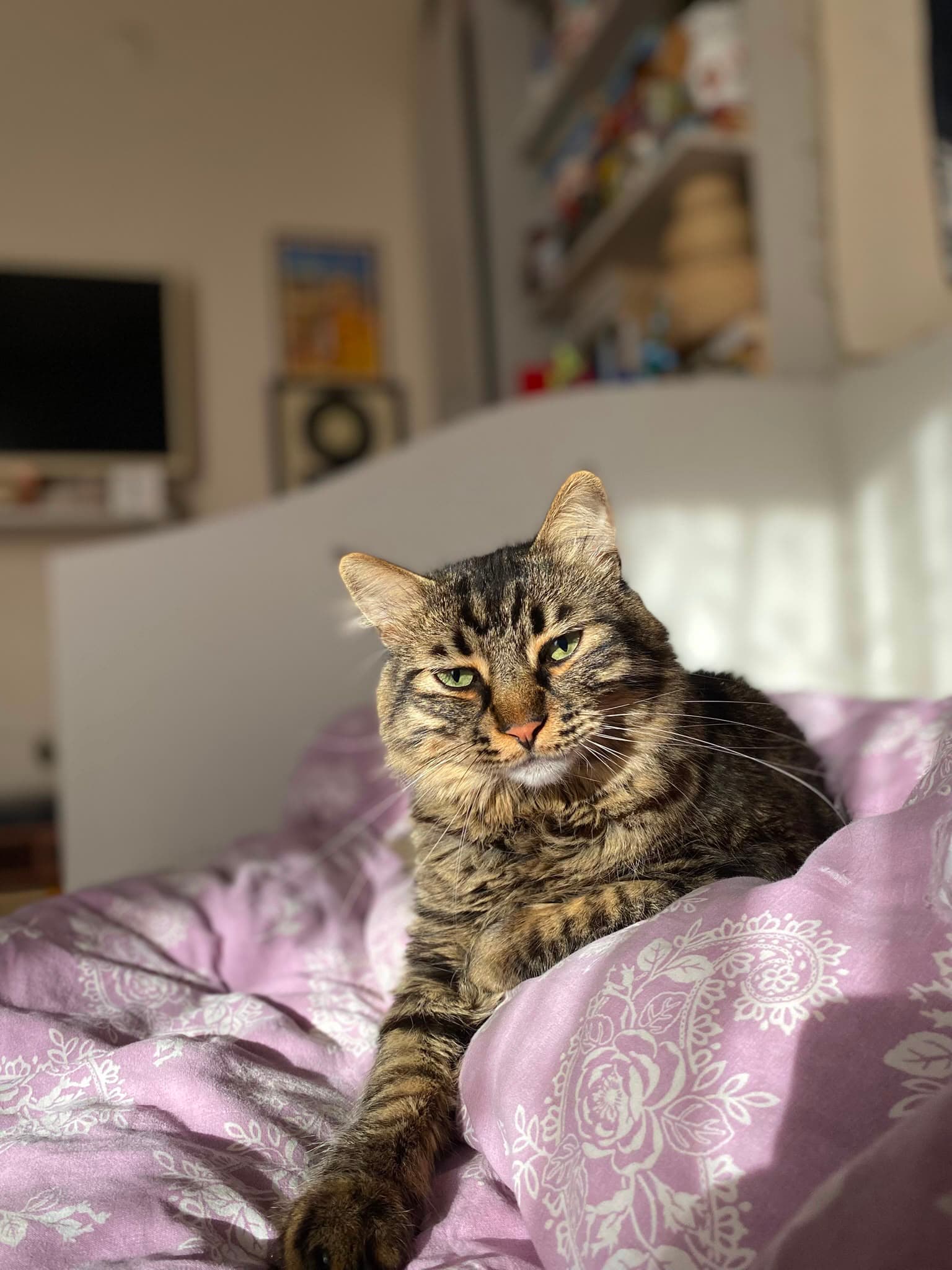 Miyu kedi fotoğrafı 11