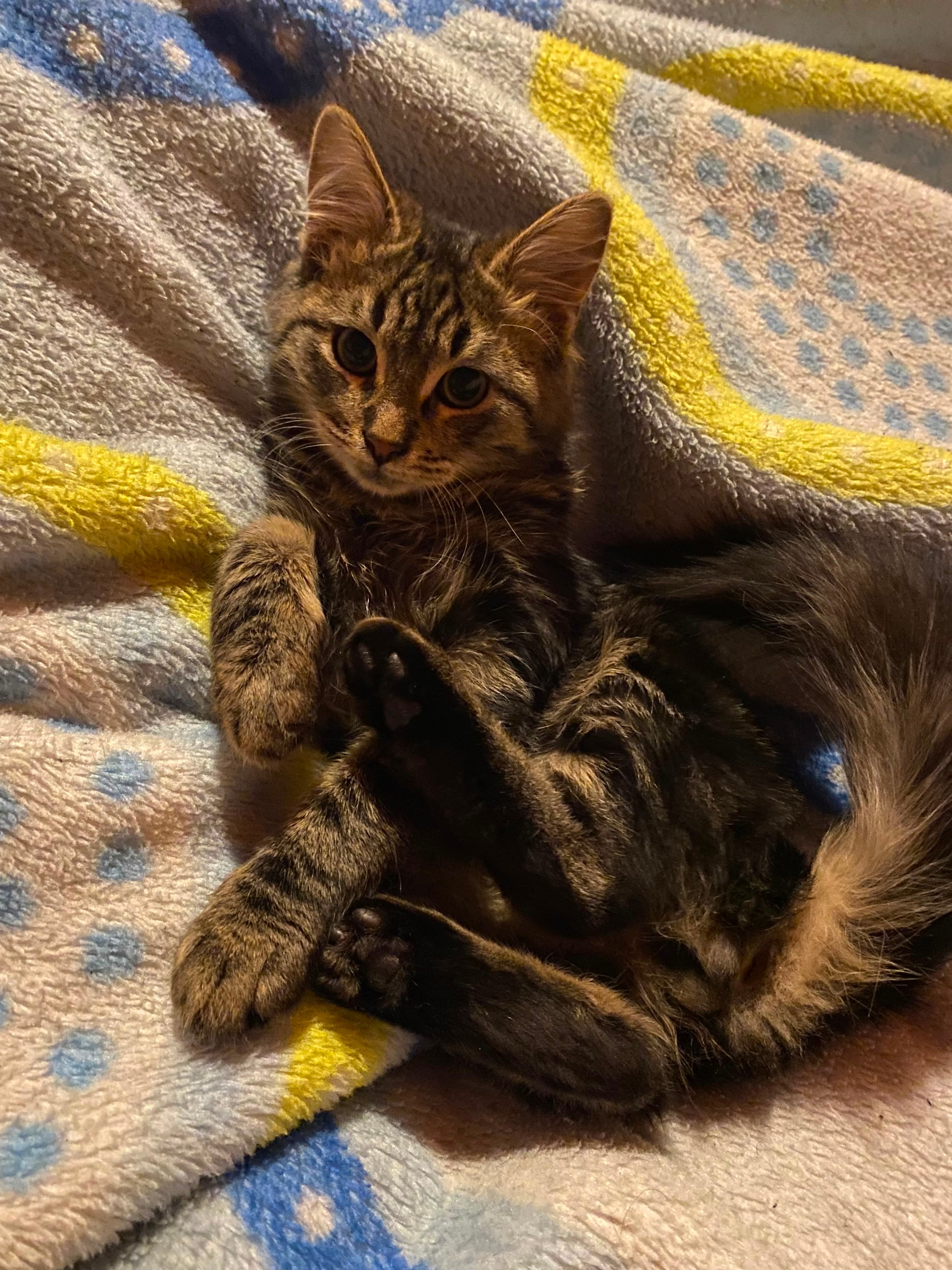 Miyu kedi fotoğrafı 12