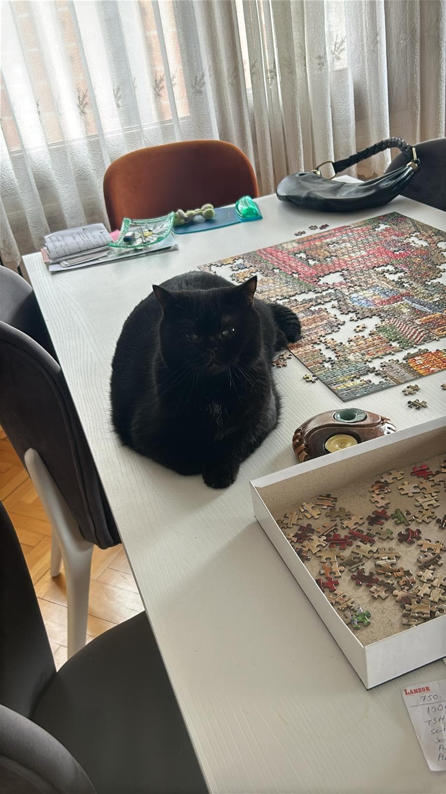 Miyu kedi fotoğrafı 13