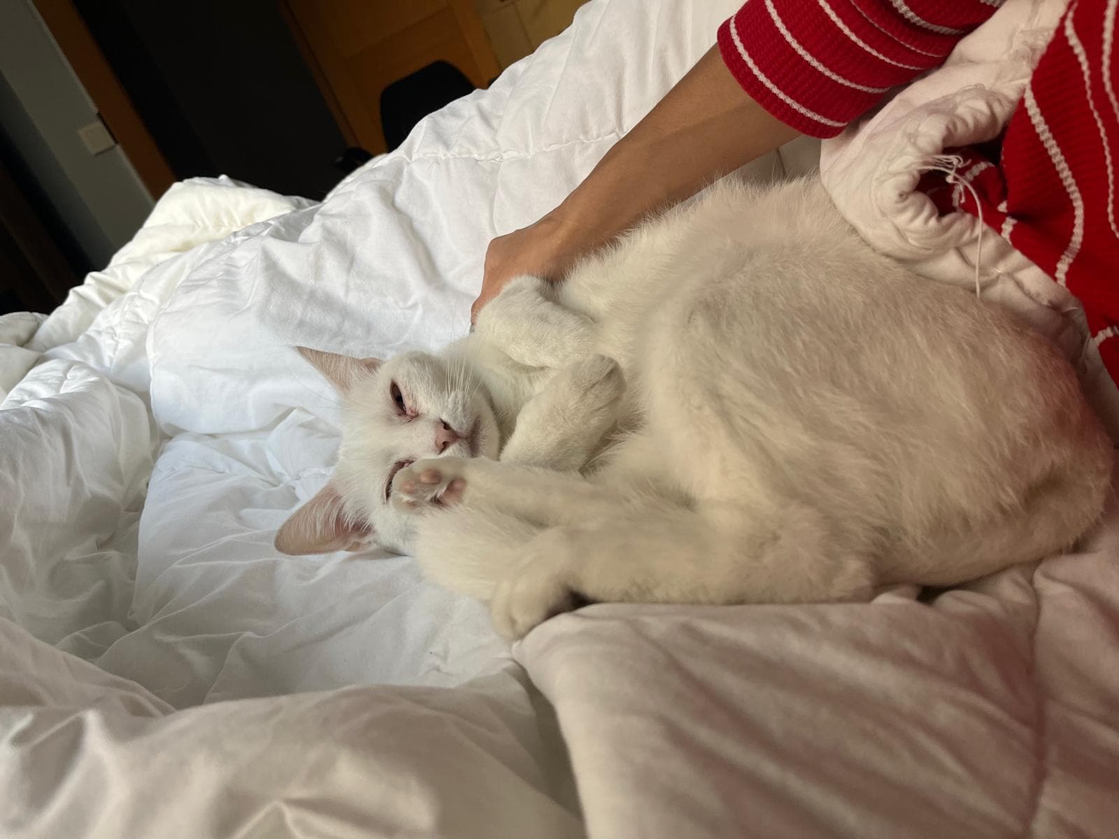 Miyu kedi fotoğrafı 5