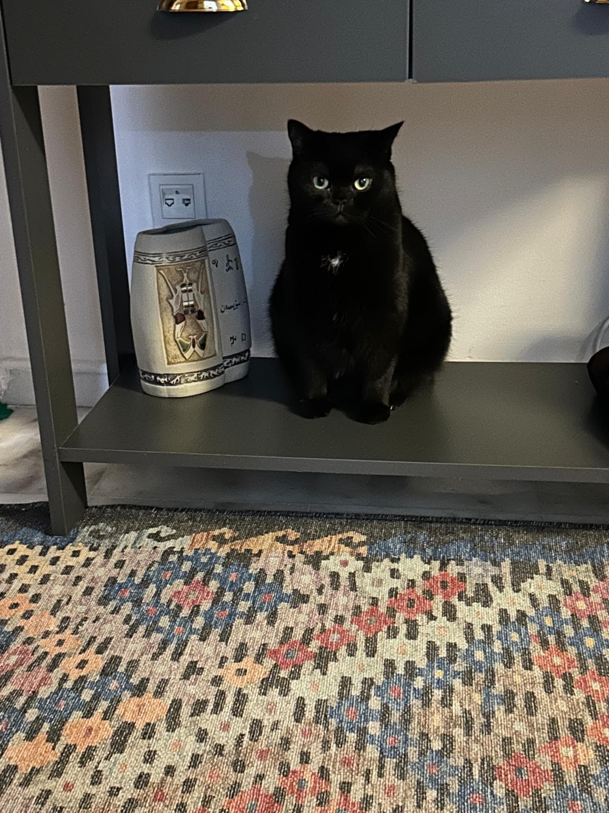 Miyu kedi fotoğrafı 6