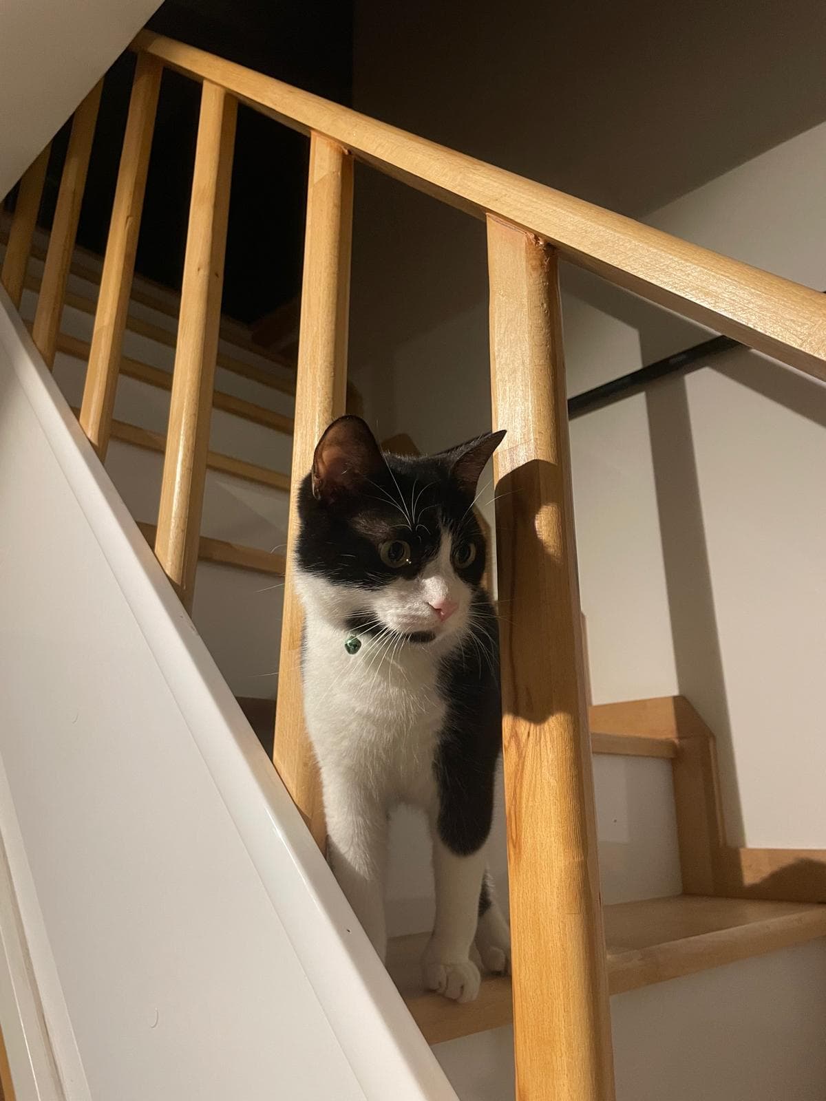 Miyu kedi fotoğrafı 7