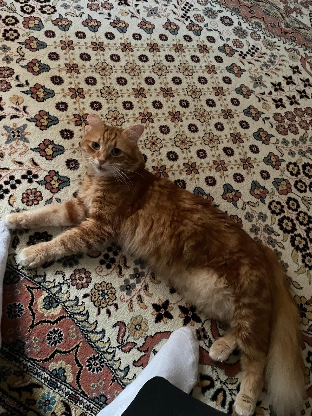 Miyu kedi fotoğrafı 8
