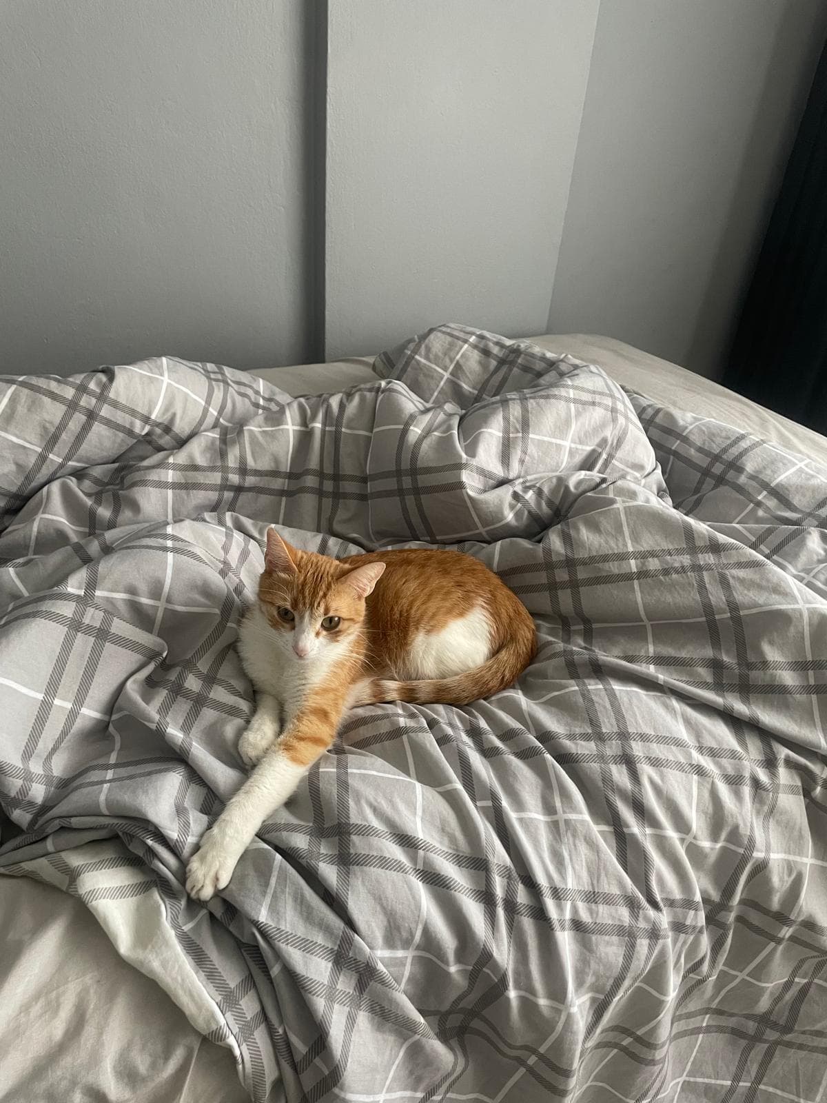 Miyu kedi fotoğrafı 9