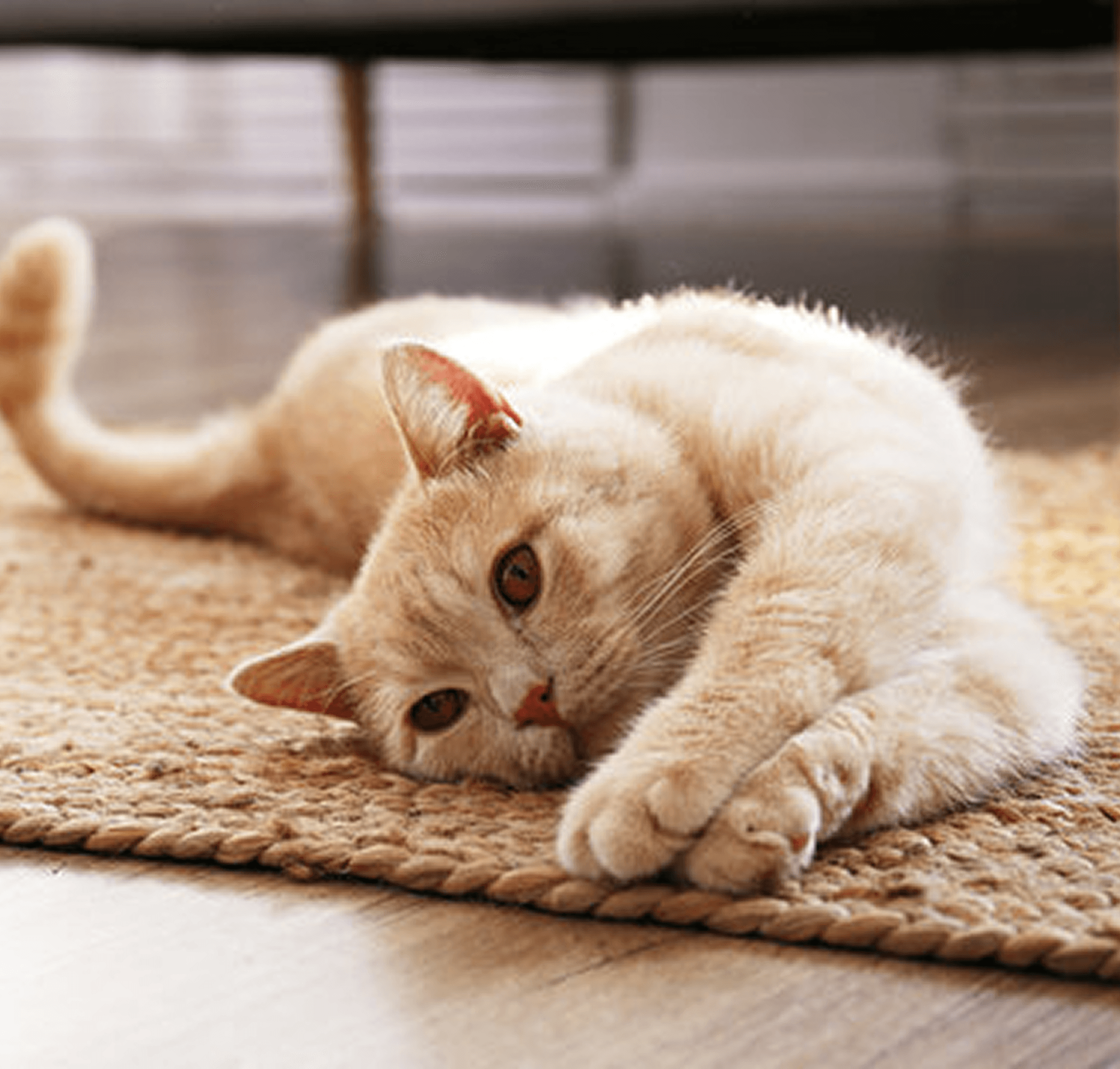 Rahatça uzanan bir kedi